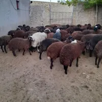 گوسفند زنده|حیوانات مزرعه|رشت, انصاری|دیوار