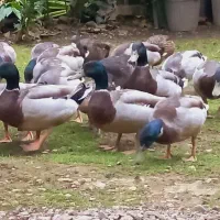 اردک (نر) پروازی اصیل فقط نر موجود|حیوانات مزرعه|رشت, شهریاران|دیوار