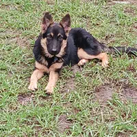 ژرمن نر و ماده ۴ ماهه|سگ|سنگر, |دیوار