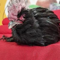 مرکز دامپزشکی بیربیر|خدمات آرایشگری و زیبایی|ارومیه, |دیوار