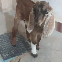 بزغاله