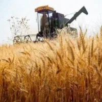 گندوم کریم اصلاح شده