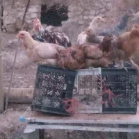 مرغ و خروس