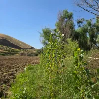 نیاز به سرمایه گذار جهت احداث کارگاه صنعتی
