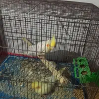 عروس هلندی|پرنده|الوند, |دیوار