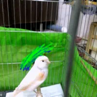 قناری نر بخون