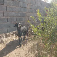 بره چینی چاق وقوچی بزومیش چاق خوسف