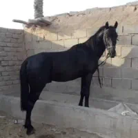اسب