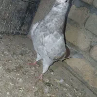 کفتر پرشی|حیوانات|ساروق, |دیوار