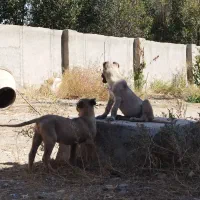 واگزاری یک جفت توله سرابی 2 ماهه اصیل