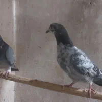 کبوتر
