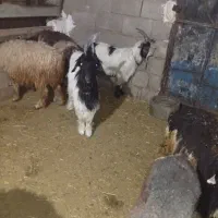 بیگ داشتی|حیوانات مزرعه|مسجد سلیمان, |دیوار