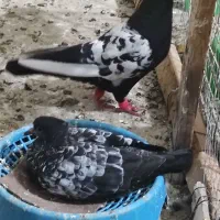 سینه سیاه حمیدیه