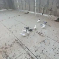 10تا مغلف  پرنده