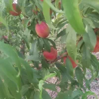 باغ|فروش زمین و ملک کلنگی|سرخنکلاته, |دیوار