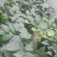 گل پتوس و دونه ۱۲۰ مفت مفت حراج آخر فصل|گل و گیاه طبیعی|مرودشت, مختارآباد|دیوار
