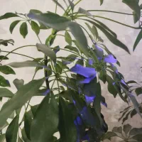 گل و گیاهان ارزان و زیبا