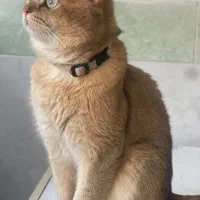 گربه نر بالغ گلد|گربه|بناب, |دیوار