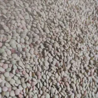 عدس محلی خوش پخت زود پز بدون مپسو وترتروشک تمیز