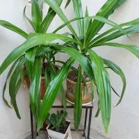 گیاه برگ موزی