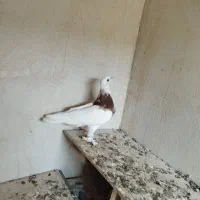 جفت کفتر طوقی|پرنده|کنارک, |دیوار