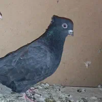 کبوتر زاغ|پرنده|قم, الغدیر|دیوار