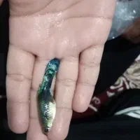 ماهی  گوپی|ماهی|تربت‌حیدریه, باغ سلطانی|دیوار