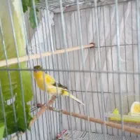 قناری قورولتی بخوان|پرنده|اردبیل, |دیوار