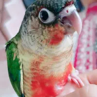 دو عدد جوجه گرینچیک
