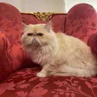 گربه هیمالین اورنج نر فقط برای کشش|گربه|اصفهان, دانشگاه اصفهان|دیوار