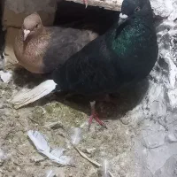 کفتر ‌‌زاغ‌دم‌سفید