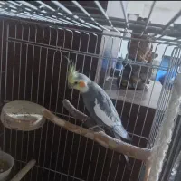 عروس هلندی نر سخنگو