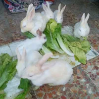 فروش خرگوش