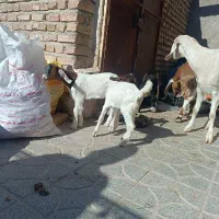 تعدادی بز چاق وچله|حیوانات مزرعه|سیب و سوران, |دیوار