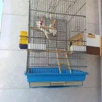 یک جفت عروس هلندی