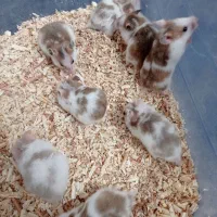 همستر|موش و خرگوش|قم, پردیسان|دیوار