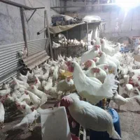 مرغ و خروس جهت قربانی|حیوانات مزرعه|تهران, پرستار|دیوار