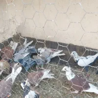 ۲۲ عدد پلاکی پرشی