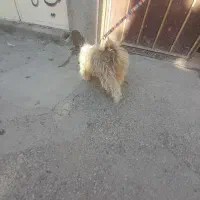 سگ پاکوتاه