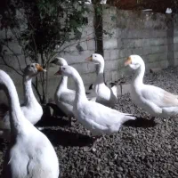 فروش پنج عدد قو غاز سالم و سلامت یک نر چهار ماده