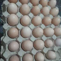 تخم مرغ محلی