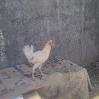 خروس گلین