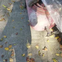 پمپ باد 250|ابزارآلات|ساری, |دیوار