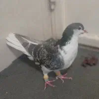 کبوتر گم شده|حیوانات|شیراز, کوزه گری|دیوار