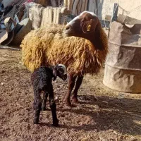 میش زایده بز زایده