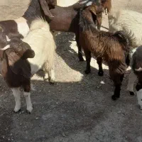 بزغاله نر فروشی|حیوانات مزرعه|هیرمند, |دیوار