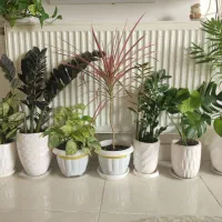 گل‌های آپارتمانی با گلدان سرامیکی