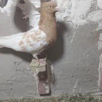 ۹عدد نر سوراخ