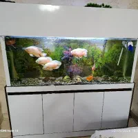 آکواریوم گوشتخوار