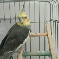 عروس هلندی سینامون نر